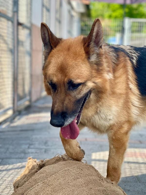 Ramos Pastore Tedesco